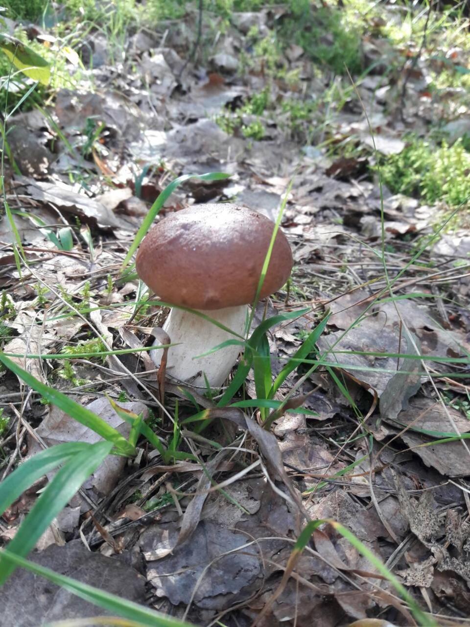 Лазурний Берег Pulemets Exterior foto